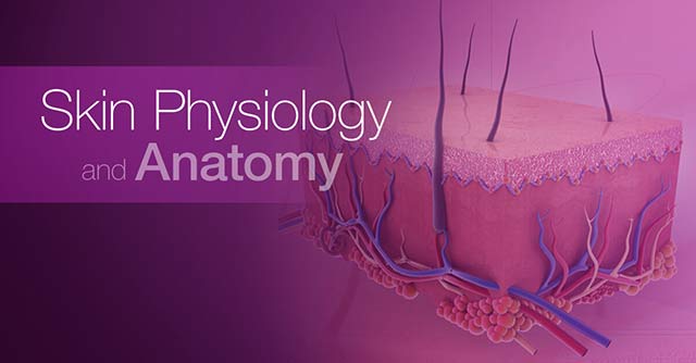 Skin Physiology and Anatomy